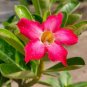 Adenium Mixed 9 Types Double Petals Flower 100 PCS Seeds