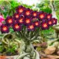 Adenium Mixed 9 Types Double Petals Flower 100 PCS Seeds