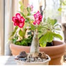 Adenium Mixed 9 Types of Desert Rose Flower 50 PCS Seeds Adenium Mixed 9 Types of Desert Rose Flower 50 PCS Seeds