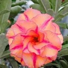 Adenium Mixed White Colorful Red Flower 2 PCS Seeds Adenium Mixed White Colorful Red Flower 2 PCS Seeds
