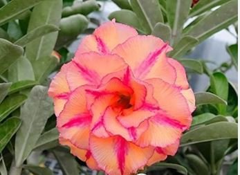 Adenium Mixed White Colorful Red Flower 2 PCS Seeds