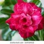 Adenium Mixed White Colorful Red Flower 2 PCS Seeds