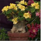 Adenium Mixed Yellow White Petals with red stripe Flower 2 PCS Seeds Adenium Mixed Yellow White Petals with red stripe Flower 2 PCS Seeds