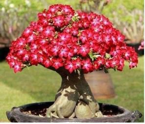 Adenium New Pumsawai Desert Rose Bonsai 2 PCS Seeds