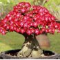 Adenium New Pumsawai Desert Rose Bonsai 2 PCS Seeds