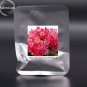 Adenium New Pumsawai Desert Rose Bonsai 2 PCS Seeds