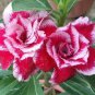 Adenium New Pumsawai Desert Rose Bonsai 2 PCS Seeds