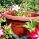 Adenium Mixed White Colorful Red Flower 2 PCS Seeds Adenium Mixed White Colorful Red Flower 2 PCS Seeds