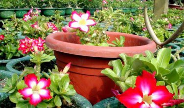 Adenium Mixed White Colorful Red Flower 2 PCS Seeds