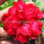 Adenium Mixed White Colorful Red Flower 2 PCS Seeds