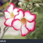 Adenium Mixed White Colorful Red Flower 2 PCS Seeds