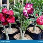 Adenium Mixed White Colorful Red Flower 2 PCS Seeds