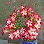 Adenium Obesum Bulk Desert Rose Bonsai Tree Flower 100 PCS Seeds