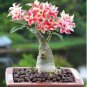 Adenium Obesum Bulk Desert Rose Bonsai Tree Flower 1000 pcs Seeds