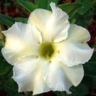 Adenium Obesum Desert Roses Rare Double-white-rose-us 20 PCS Seeds