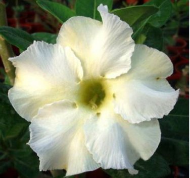 Adenium Obesum Desert Roses Rare Double-white-rose-us 20 PCS Seeds