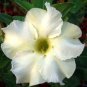 Adenium Obesum Desert Roses Rare Double-white-rose-us 20 PCS Seeds