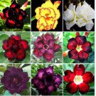 Adenium Obesum Dwarf Seeds Mixed Colors 100 PCS Seeds