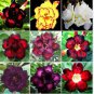Adenium Obesum Dwarf Seeds Mixed Colors 100 PCS Seeds