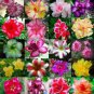 Adenium Obesum Dwarf Seeds Mixed Colors 100 PCS Seeds