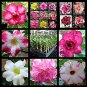 Adenium Obesum Dwarf Seeds Mixed Colors 100 PCS Seeds