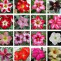 Adenium Obesum Dwarf Seeds Mixed Colors 100 PCS Seeds