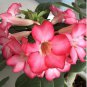 Adenium Obesum Red Desert Rose Flowers 2 PCS Seeds