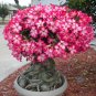 Adenium Obesum Red Desert Rose Flowers 2 PCS Seeds