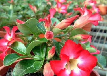 Adenium Obesum RUCKNIRUN Desert Rose Flowers 2 PCS Seeds