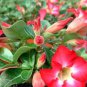 Adenium Obesum RUCKNIRUN Desert Rose Flowers 2 PCS Seeds