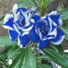 Adenium obesum Seeds Blue with White Stripes 3 Seeds