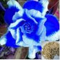 Adenium obesum Seeds Blue with White Stripes 3 Seeds
