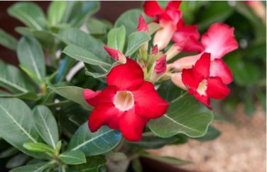 Adenium Obesum Seeds Desert Rose 4 PCS Seeds