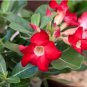 Adenium Obesum Seeds Desert Rose 4 PCS Seeds