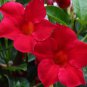 Adenium Obesum Seeds Desert Rose 4 PCS Seeds
