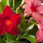 Adenium Obesum Seeds Desert Rose 4 PCS Seeds