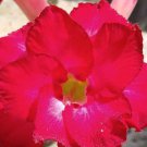 Adenium Obesum Seeds Desert Roses Fresh Red Big Double Flowers 100 PCS Seeds Adenium Obesum Seeds Desert Roses Fresh Red Big Double Flowers 100 PCS Seeds