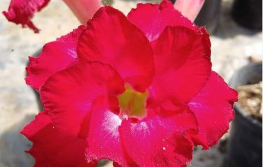 Adenium Obesum Seeds Desert Roses Fresh Red Big Double Flowers 100 PCS Seeds