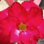 Adenium Obesum Seeds Desert Roses Fresh Red Big Double Flowers 100 PCS Seeds