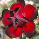 Adenium Obesum semillas Bonsai Desert Rose Flower Plant Sementes 20 PCS Seeds Adenium Obesum semillas Bonsai Desert Rose Flower Plant Sementes 20 PCS Seeds