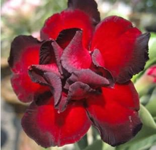 Adenium Obesum semillas Bonsai Desert Rose Flower Plant Sementes 20 PCS Seeds