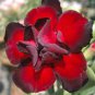 Adenium Obesum semillas Bonsai Desert Rose Flower Plant Sementes 20 PCS Seeds