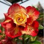Adenium Orange Double Petals Red Edge Bonsai Flowers 2 PCS Seeds
