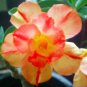 Adenium Orange Double Petals Red Edge Bonsai Flowers 2 PCS Seeds