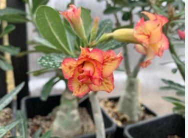 Adenium Orange Petals Red Stripe Flower 2 PCS Seeds