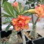 Adenium Orange Petals Red Stripe Flower 2 PCS Seeds