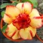 Adenium Orange Petals Red Stripe Flower 2 PCS Seeds