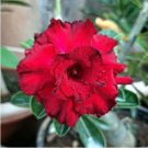 Adenium Obesum Seeds Desert Roses Fresh Red Big Double Flowers 100 PCS Seeds Adenium Obesum Seeds Desert Roses Fresh Red Big Double Flowers 100 PCS Seeds