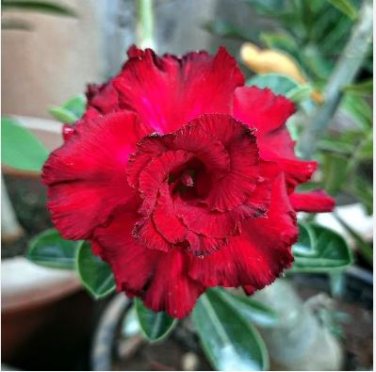 Adenium Obesum Seeds Desert Roses Fresh Red Big Double Flowers 100 PCS Seeds