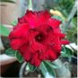 Adenium Obesum Seeds Desert Roses Fresh Red Big Double Flowers 100 PCS Seeds